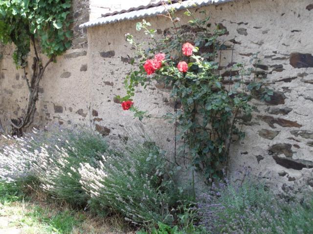 Bauernstube Scheidterhof Διαμέρισμα Kobern-Gondorf Εξωτερικό φωτογραφία